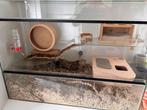 Hamster verblijf glas, Dieren en Toebehoren, Zo goed als nieuw, Ophalen, Minder dan 60 cm, Hok