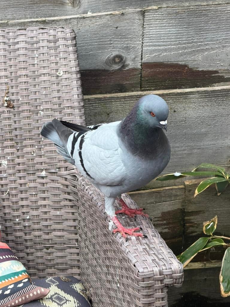 Sierduiven koppels king, Dieren en Toebehoren, Meerdere dieren, Overige soorten