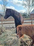 Welshpony veulen en mini schetlander zoeken 5 sterren huisje, Merrie, A pony (tot 1.17m)