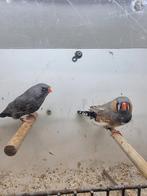 Te koop koppel Charcoal Bleekrug x charcoal grijze pop, Meerdere dieren