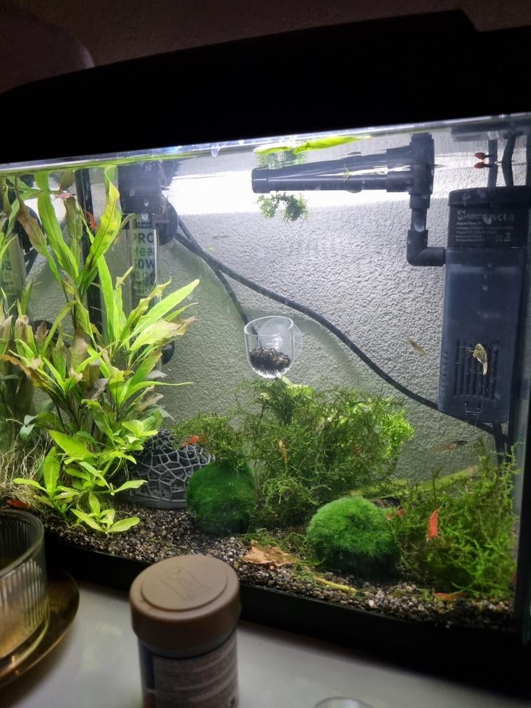 Aquarium planten, Dieren en Toebehoren, Ophalen, Inclusief planten, Plant(en), Steen of Hout, Nieuw