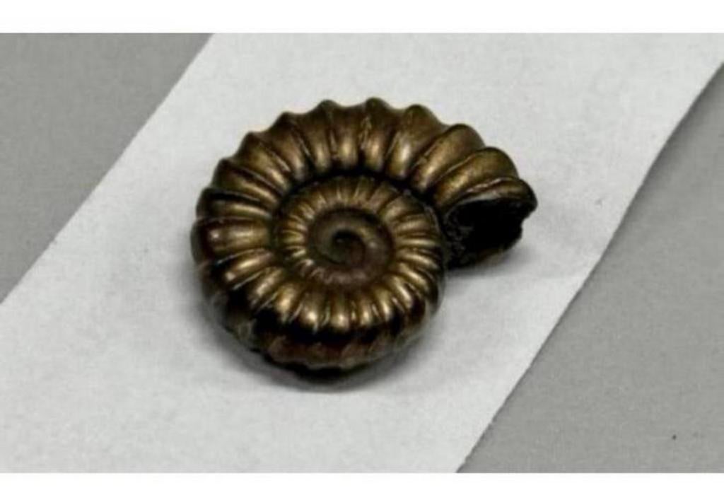 Iron pyrite ammonite fossil - Fossiel 196 miljoen jaar oud, Ophalen of Verzenden, Fossiel