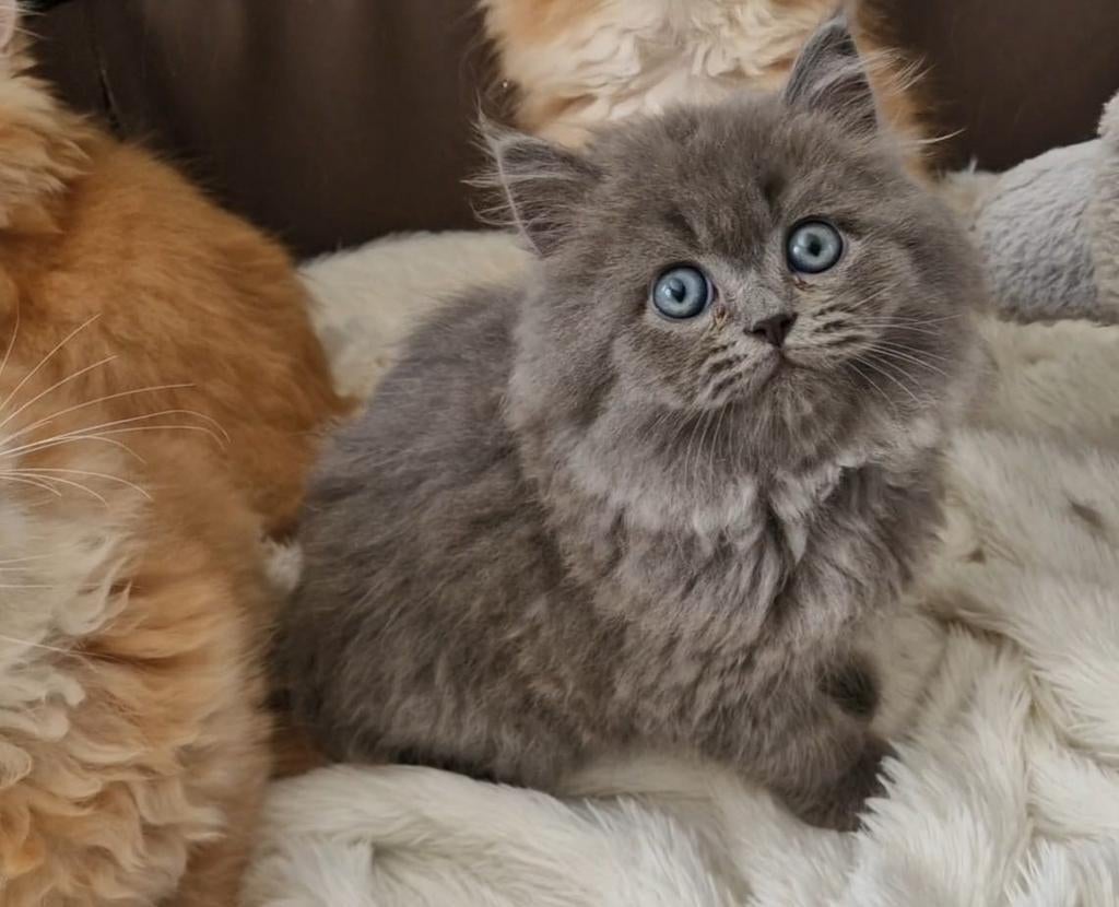 Britse  langhaar kittens katertjes, Kater, Ontwormd