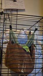 te koop aantal agapornissen, Dieren en Toebehoren, Vogels | Parkieten en Papegaaien, Meerdere dieren, Dwergpapegaai of Agapornis