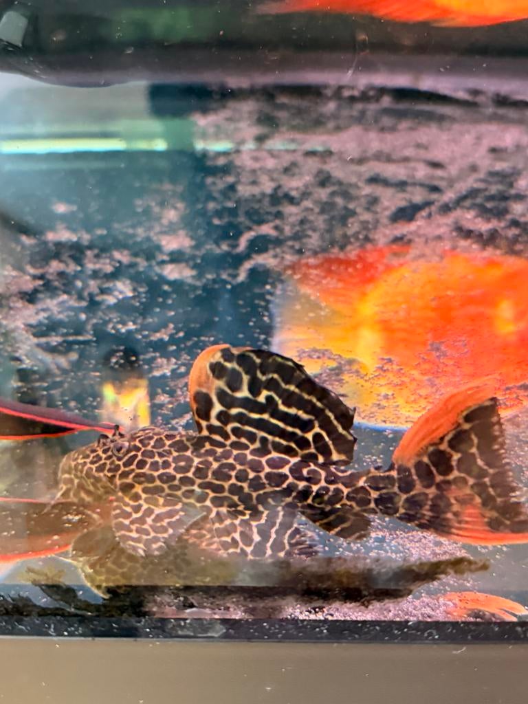 Pseudacanthicus leopardus (L114 Leopard Pleco), Dieren en Toebehoren, Vissen | Aquariumvissen, Vis