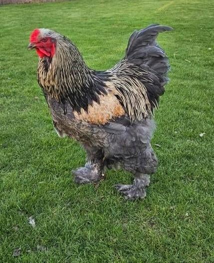 Brahma kip en haan, Dieren en Toebehoren, Meerdere dieren, Kip