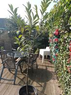 laurier op stam, Tuin en Terras, Ophalen, Bloeit niet, Halfschaduw, Overige soorten