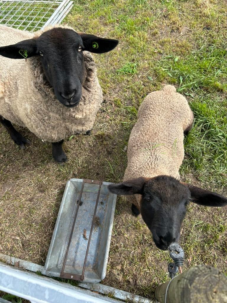 Stamboek Suffolk, Meerdere dieren, Schaap