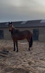 Knappe en fijne 2-jarige merrie, Dieren en Toebehoren, Paarden, Merrie, Springpaard, Met stamboom, Niet van toepassing