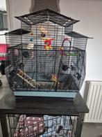 Mooi Kanarie koppeltje, Dieren en Toebehoren, Vogels | Hokken en Kooien, Ophalen, Zo goed als nieuw, Metaal, Vogelkooi