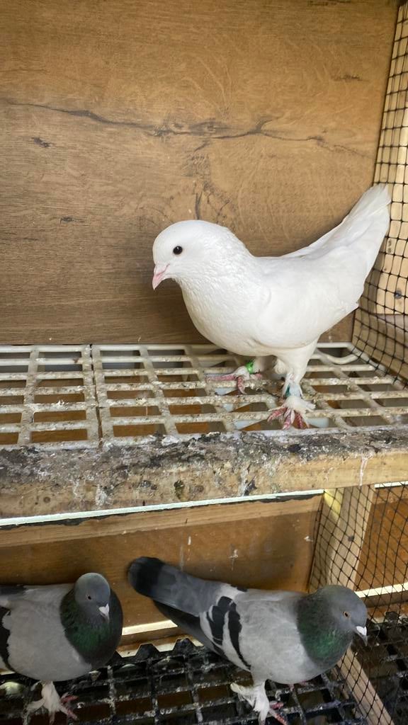 Takla düiven, Dieren en Toebehoren, Vogels | Duiven, Mannelijk