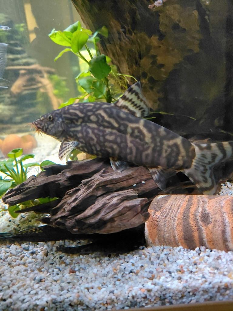 Marmar botia, Dieren en Toebehoren, Vis, Zoetwatervis