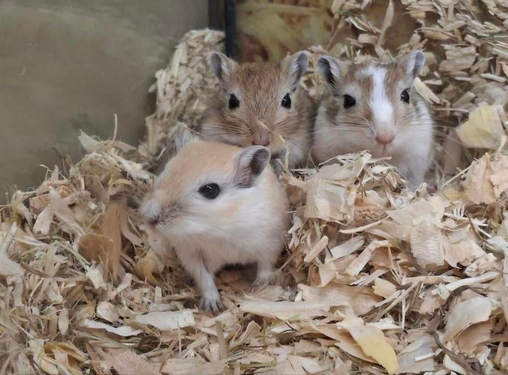 Hele leuke en lieve gerbil vrouwtjes, Dieren en Toebehoren, Knaagdieren, Januari, Vrouwelijk, Overige typen