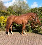 Knap 3 jarig dressuurpaard, Merrie, Met stamboom, Dressuurpaard, 3 tot 6 jaar