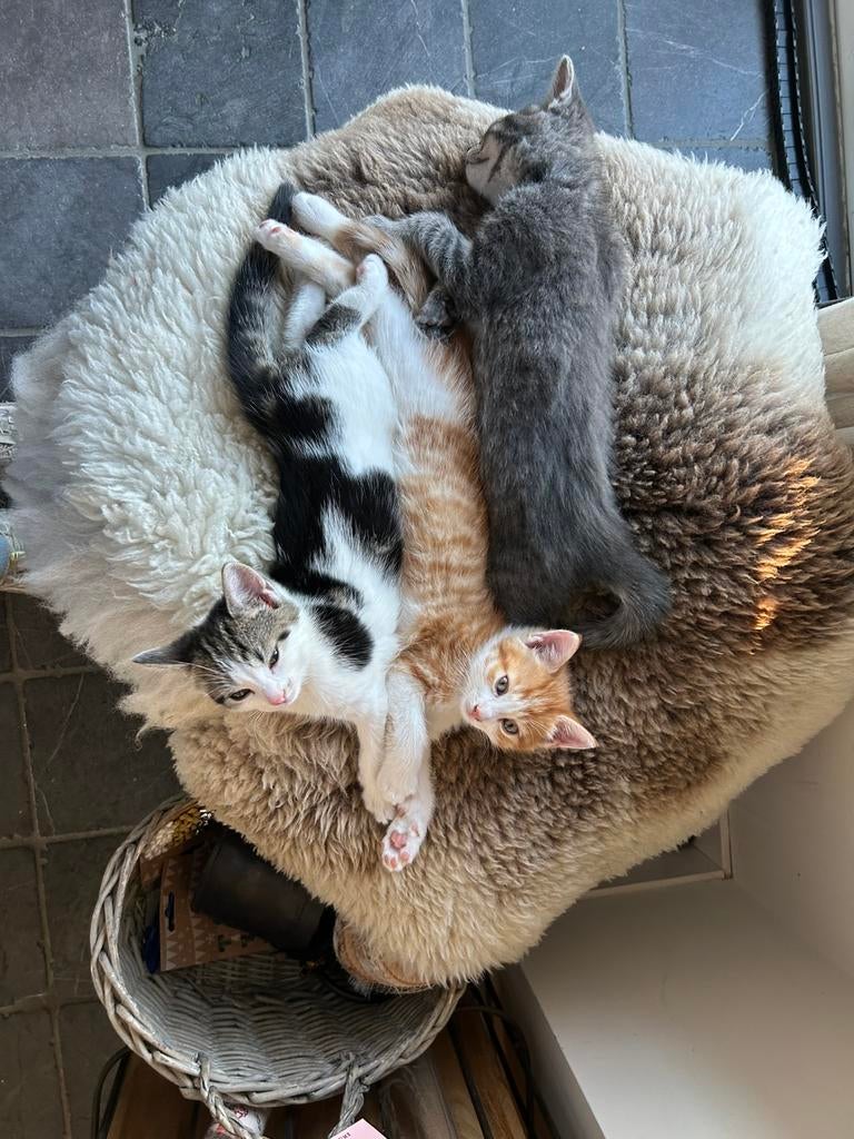 Kittens, Dieren en Toebehoren, Katten en Kittens | Overige Katten, Meerdere dieren, Kortharig, 0 tot 2 jaar