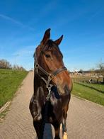 Lieve, talentvolle 3 jarige ruin te koop, Dieren en Toebehoren, Paarden, B, Ruin, Dressuurpaard, 3 tot 6 jaar