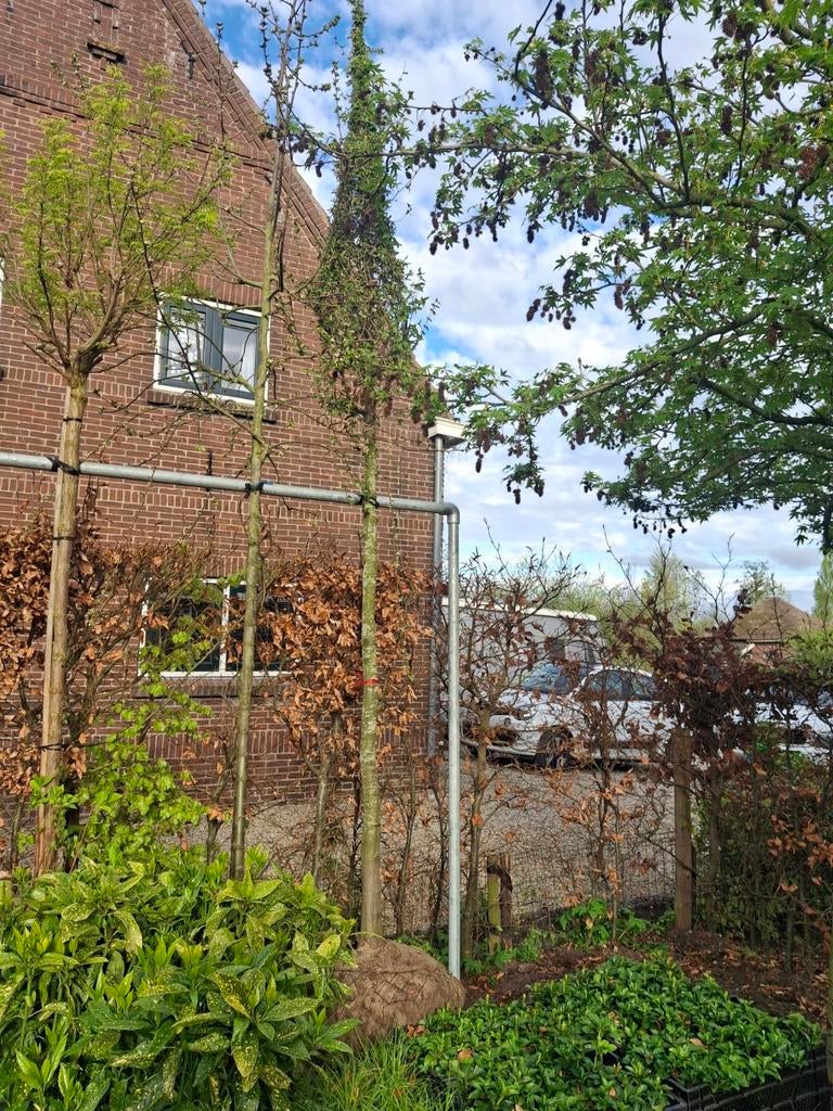 Carpinus betulus, haagbeuk. Hoogstam, Tuin en Terras, Planten | Bomen, Ophalen, Volle zon, Overige soorten