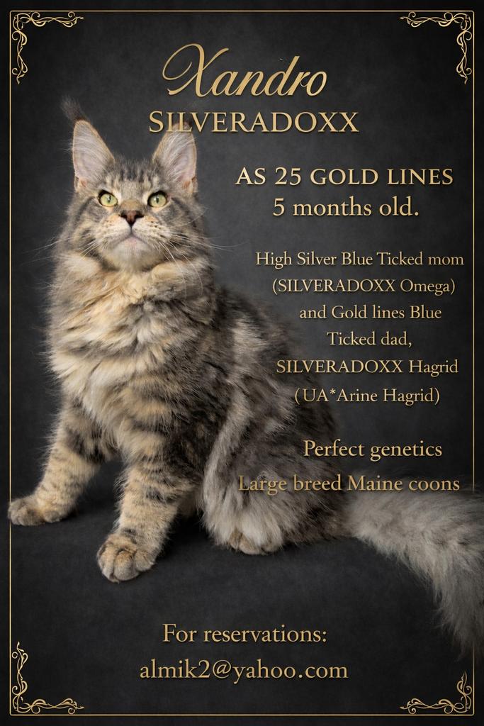 Maine Coon kitten 5mo, Dieren en Toebehoren, Kater, Met stamboom, 0 tot 2 jaar