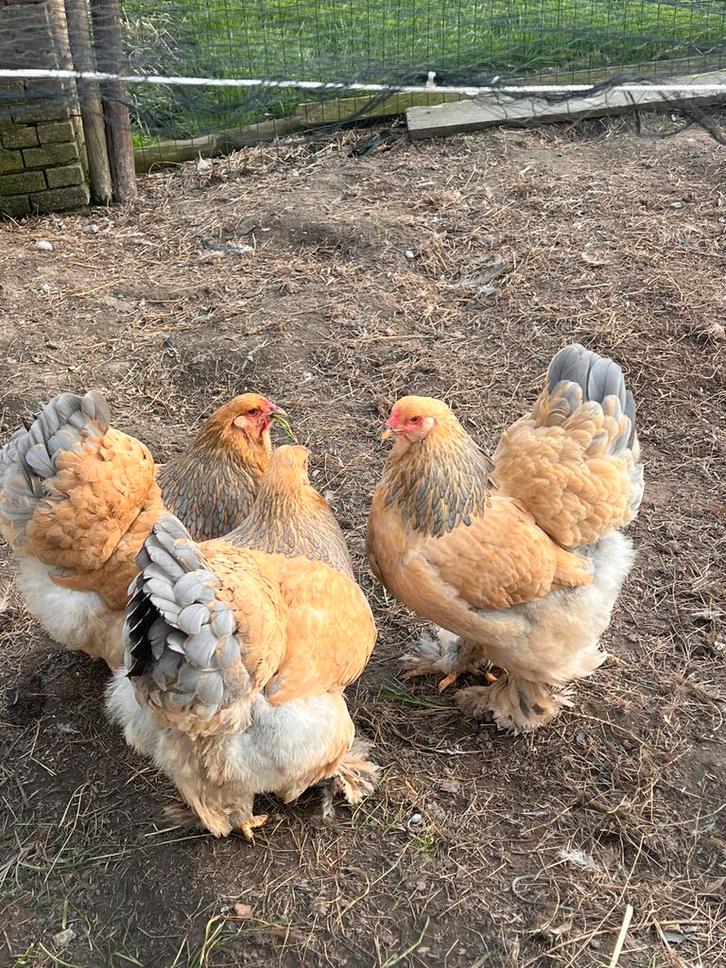 Brahma broedeieren!‼️, Dieren en Toebehoren, Pluimvee, Kip, Vrouwelijk