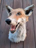 Opgezette voskop – Taxidermie – Jachttrofee – Landelijk, Ophalen of Verzenden, Zo goed als nieuw, Wild dier, Opgezet dier