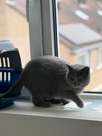 scottish & british kat, Meerdere dieren, Met stamboom, 0 tot 2 jaar