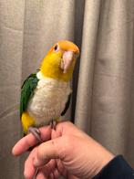 Freeflight roestkop caique super mega tam, Geslacht onbekend, Papegaai, Pratend