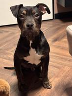 Amerikaanse Bully XL, 15 weken tot 1 jaar, Overige rassen, Parvo, Meerdere dieren