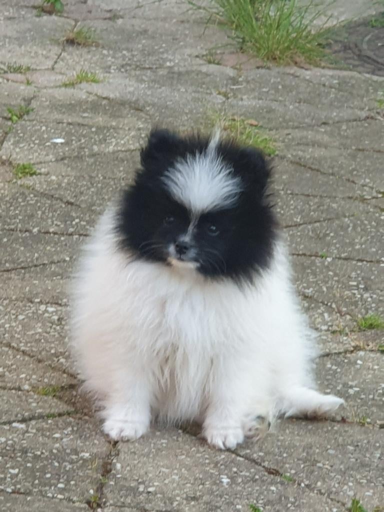 pomeriaan pups te koop., Keeshond, Meerdere, Meerdere dieren, Nederland