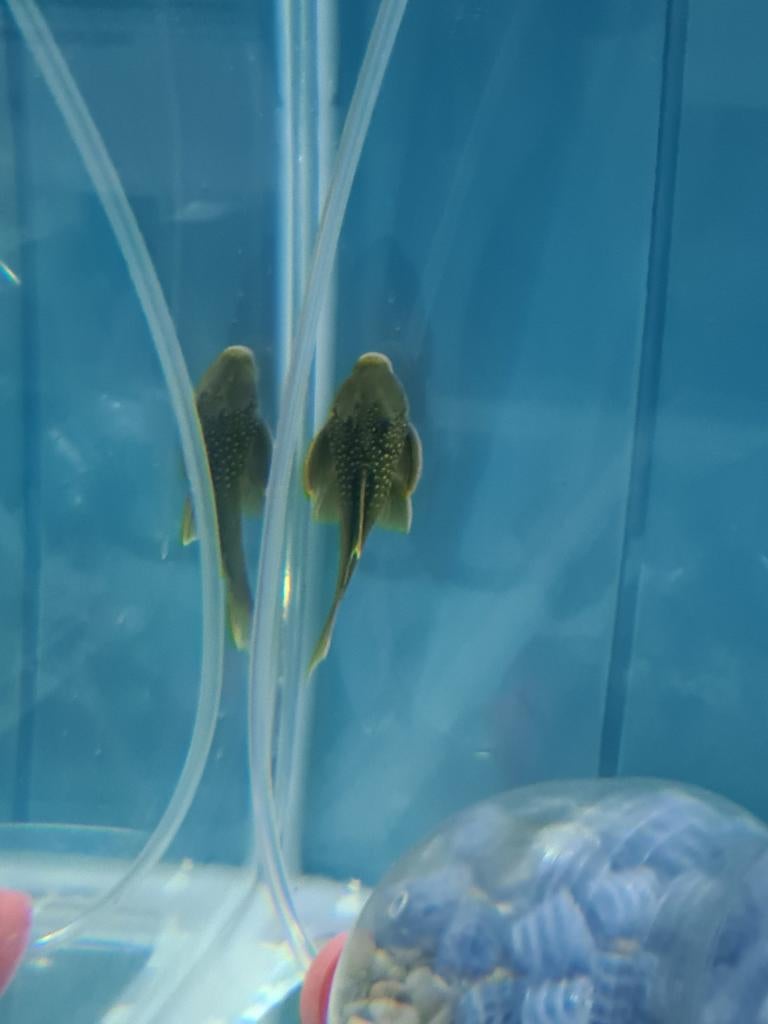 L200, Green Phantom algeneter, pleco