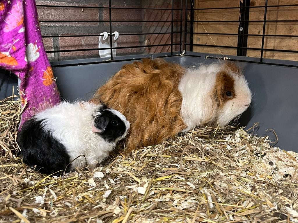 Lief (baby) beren koppel tessel & curly, Dieren en Toebehoren, Knaagdieren, Meerdere dieren, Tam, Maart, Cavia