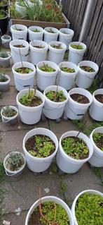 Potten met aarde 20/40 L, Ophalen, Kunststof, Rond, Zo goed als nieuw