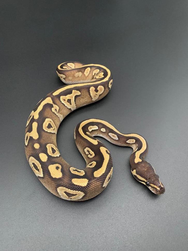 0.1 Mojave het pied python regius Ball Python - female for sale from DemonSnakes