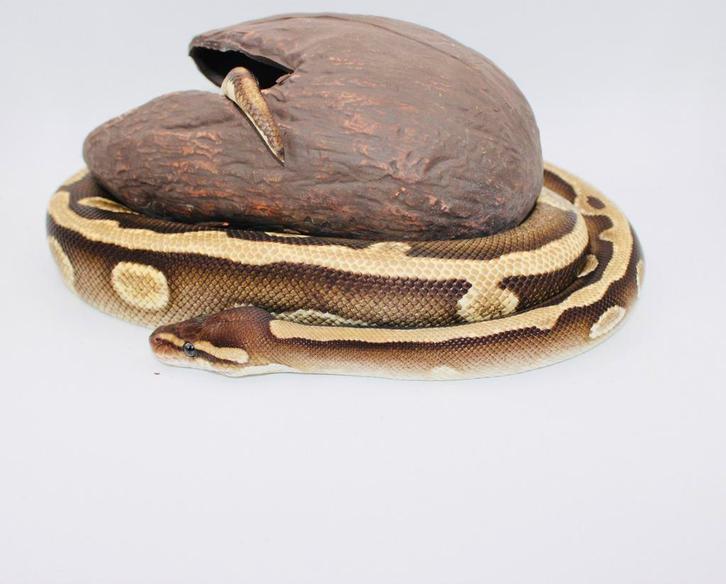 Ball Python/Regius Py/Leopard Mojave Calico Het Deser Ghost Ball Python - unknown for sale from MysticEliteMorphsNL