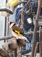 Major Putter pop 2025, Dieren en Toebehoren, Vogels | Overige Vogels, Vrouwelijk, Wildzangvogel