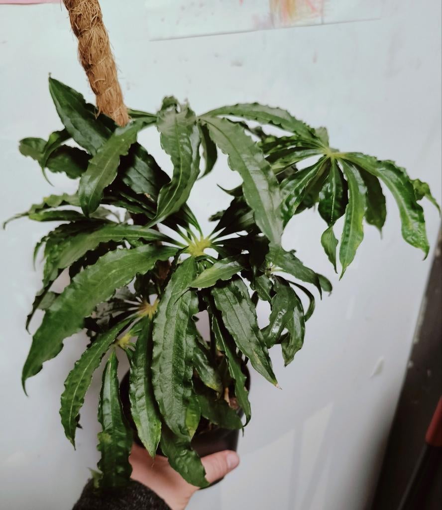 Anthurium polyschistum, Huis en Inrichting, Kamerplanten, Ophalen of Verzenden, Halfschaduw, Minder dan 100 cm
