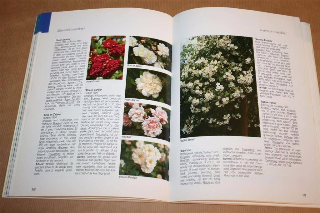 Rozen - De mooiste rozen voor grote en kleine tuinen, Ophalen of Verzenden, Gelezen, Tuinontwerpen