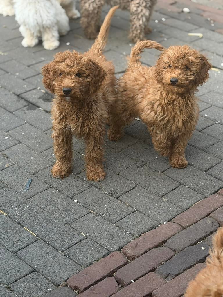 Maltipoo pups, maltezer x toy poedel, Parvo, Nederland, Overige rassen, 8 tot 15 weken