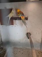 Roodrugen parkieten, Meerdere dieren, Parkiet