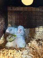 Jonge Bonte boertjes  ( geboren begin maart ), Dieren en Toebehoren, Vogels | Parkieten en Papegaaien, Meerdere dieren, Papegaai