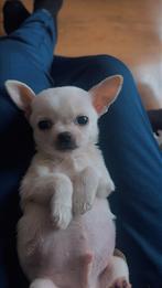 2 Chihuahua reutjes te koop, Dieren en Toebehoren, Honden | Chihuahua's en Gezelschapshonden, Reu, 8 tot 15 weken, Meerdere, Chihuahua