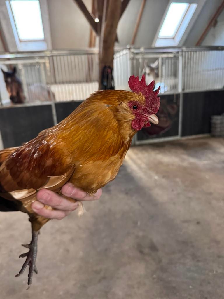 Gratis hanen, Dieren en Toebehoren, Pluimvee, Mannelijk, Kip