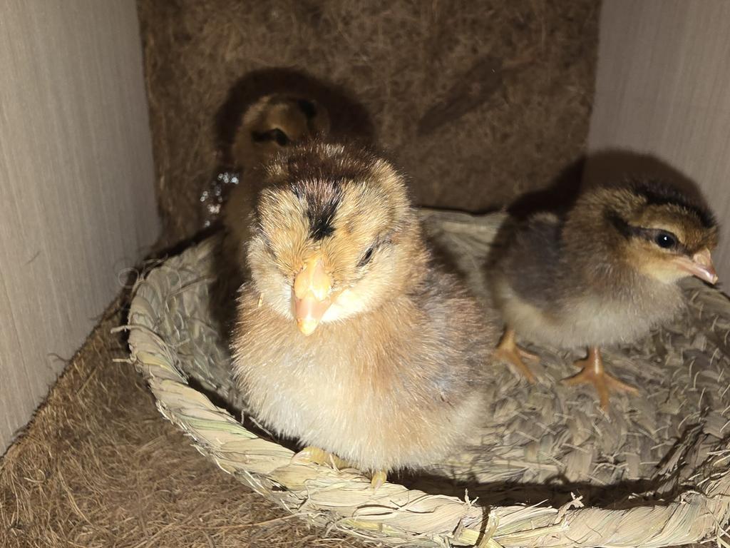 Kuikentjes cream legbar, Dieren en Toebehoren, Vrouwelijk, Kip