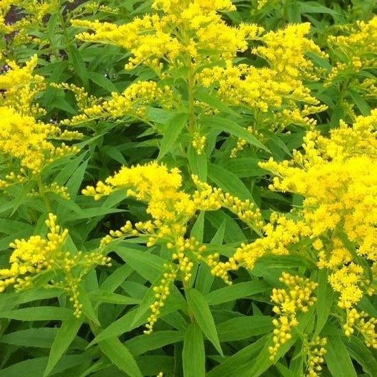 Guldenroede Solidago 'Goldkind', Overige soorten, Volle zon, Vaste plant, Ophalen of Verzenden
