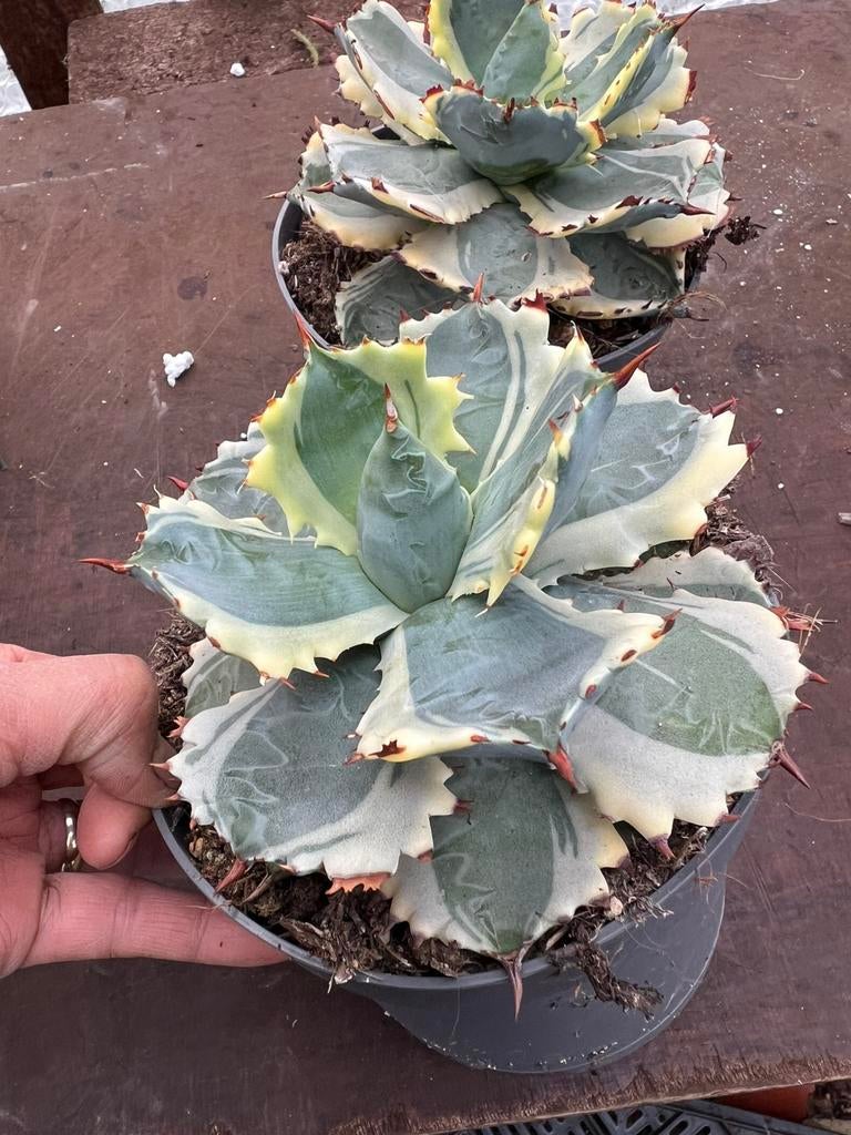 Agave potatorum variagata pot13cm, Tuin en Terras, Ophalen of Verzenden, Bloeit niet, Overige soorten, Volle zon