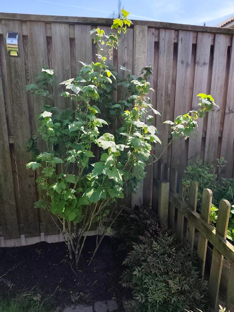 Gezonde blauwe bessen struik!, Tuin en Terras, Planten | Fruitbomen, Ophalen, Minder dan 100 cm, Lente, Overige soorten