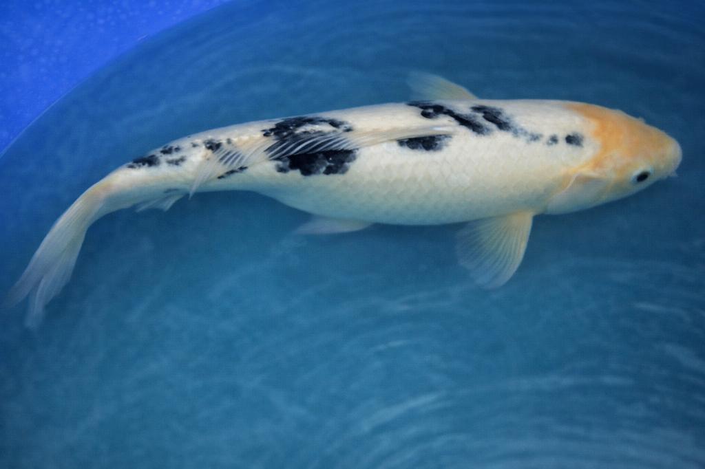 Shiro Bekko 41-46 cm Sansai Kodama, Dieren en Toebehoren, Vissen | Vijvervissen, Karper of Koi