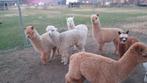 Jonge alpaca hengstjes, Juli, Mannelijk