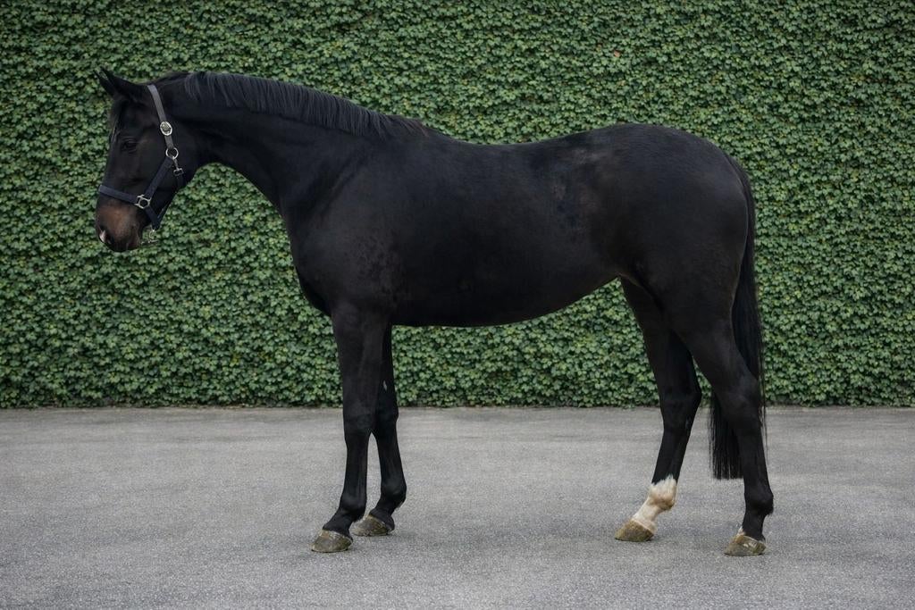 Schitterende 4 jr Fontaine TN x Sorento merrie, Dieren en Toebehoren, Merrie, Met stamboom, Dressuurpaard, 3 tot 6 jaar
