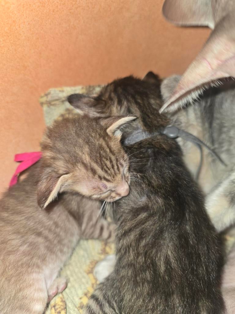 Oosterse Korthaar kittens, Dieren en Toebehoren, Meerdere dieren, Ontwormd
