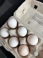 Broedeieren onagadori, Dieren en Toebehoren, Pluimvee, Geslacht onbekend, Kip